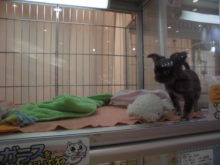 チワちゃん(・∀・)