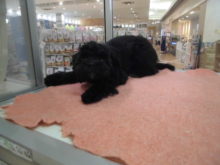 ハーフ君o(^▽^)o