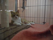 ペルちゃんとスコ君(ﾟ∀ﾟ)