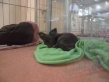 スコ君( ´ ▽ ` )