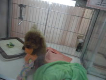 プーちゃんとマルプー君(・∀・)