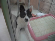 ボーダーちゃん(´∀｀)