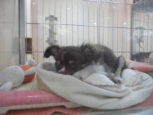 チワワちゃん(*^_^*)