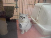 ネコちゃん(*´∀｀)