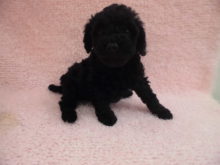 家族が決まりました(^O^)