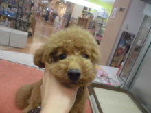 レッドちゃん(*´д｀*)