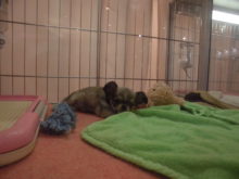 ミックス君( ´ ▽ ` )