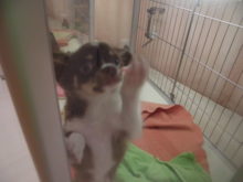 チワ君(･∀･)