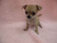 新メンバー(・∀・)