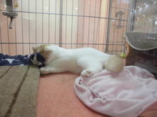 スコ君とマルプー君(ﾟ∀ﾟ)