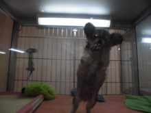 ミックス君(*^_^*)