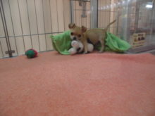 チワ君(･∀･)