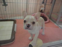 フレブル君( ´ ▽ ` )