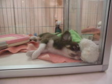 おもちゃ(ﾟ∀ﾟ)