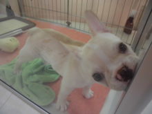 ミックス君とフレブル君(^-^)