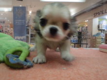 みんなの待て研究中(´∀｀)