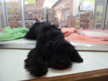 小動物とミックスくん(ﾟ∀ﾟ)