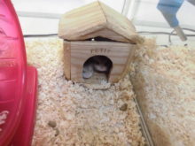 新メンバー(*´∀｀)