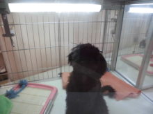 マルプー君(*ﾟ∀ﾟ*)