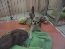 ミックス君( *｀ω´)