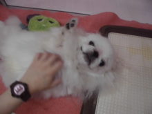 お散歩OK(･∀･)