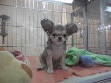 ミックス君(*^_^*)