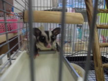 モモンガ君(ﾟ∀ﾟ)