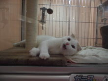 スコ君(・∀・)