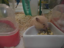 新メンバー(´∀｀)