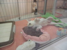 フレブル君(´∀｀)