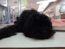 マルプー君(^O^)