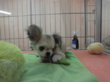 ミックス君とチワワ君(*ﾟ▽ﾟ*)