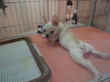 フレブル君スコ君(^ω^)