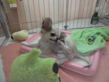 ミックス君(*´∀｀)