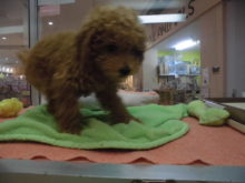 プーちゃん(*^_^*)