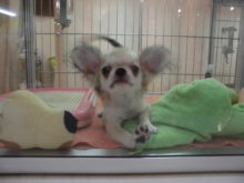 ミックス君(*´ω｀*)