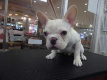 フレンチくん(*^_^*)