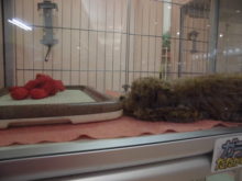 プーちゃん(ﾟ∀ﾟ)