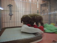 プーちゃん(ﾟ∀ﾟ)