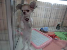 ミックス君(´∀｀)