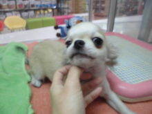 ミックス君第二弾( *｀ω´)