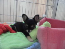 チワちゃん(･∀･)