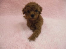 家族が決まりました(*ﾟ∀ﾟ*)