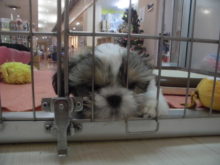 ズボッ( *｀ω´)