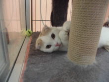 スコさん(=‘ｘ‘=)