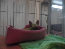 のぞき( *｀ω´)