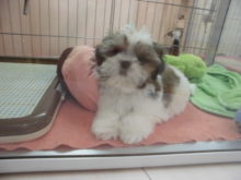 シー君(・∀・)