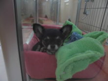 チワちゃん(*^_^*)