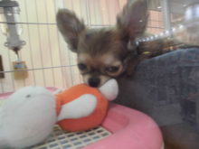 ぼくのヽ(´ー｀)