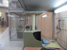 ピンちゃんとネコちゃん(ﾟ∀ﾟ)